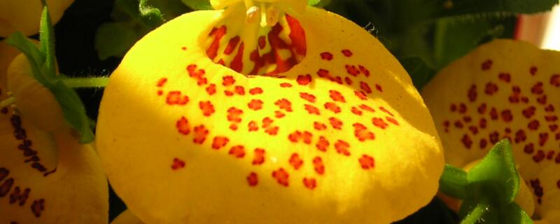 荷包花有毒吗（荷包花有毒吗?适合在卧室养吗?）