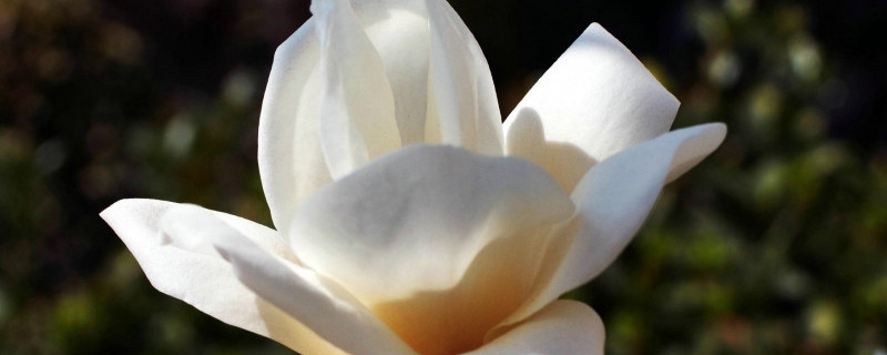 白玉兰换盆注意事项 白玉兰换盆注意事项和时间