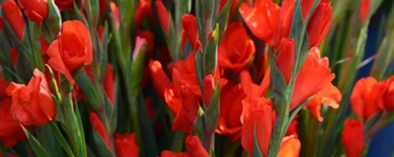 剑兰如何繁殖（剑兰如何繁殖视频）