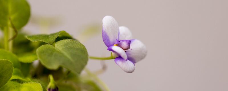 复合肥能做基肥吗 复合肥能做基肥吗有毒吗