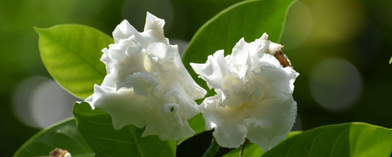 水晶茉莉和丁香一样吗（水晶茉莉和丁香一样吗能吃吗）