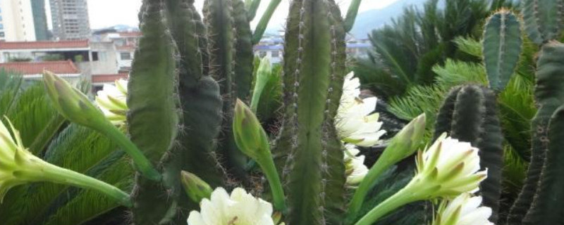 天轮柱顶部腐烂怎么办 天轮柱顶部腐烂怎么办