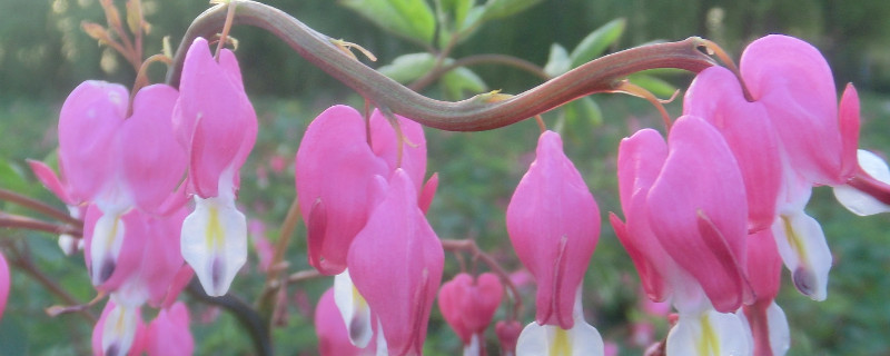 荷包牡丹什么时候种（荷包牡丹什么时间种）