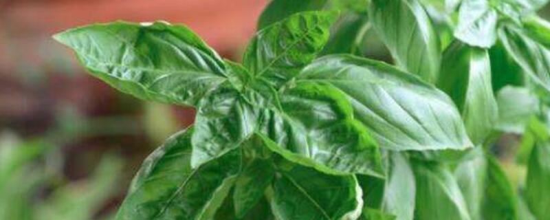 台湾九层塔是不是罗勒 台湾九层塔和大叶罗勒