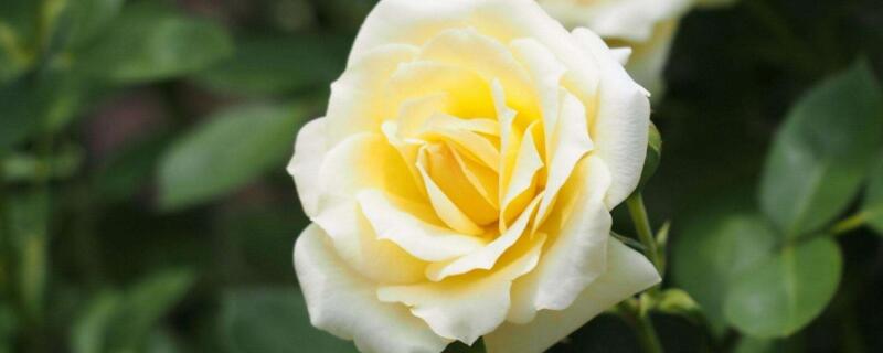 男生送黄玫瑰什么意思 男生送黄色玫瑰