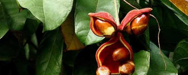 苹婆树叶的功效与作用 苹婆树果实功效