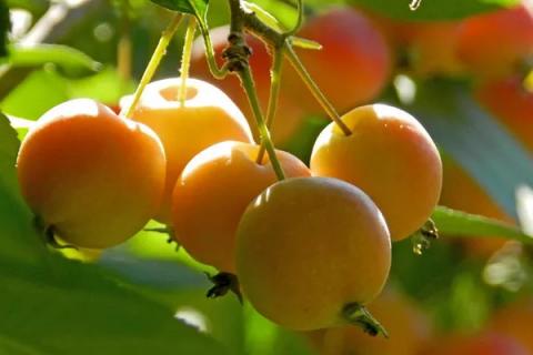 冬红果和海棠果树区别