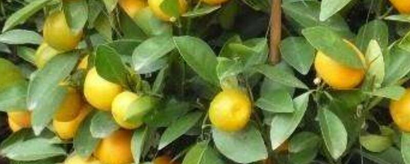 金桔盆栽怎么配土（金桔树的配土方法）