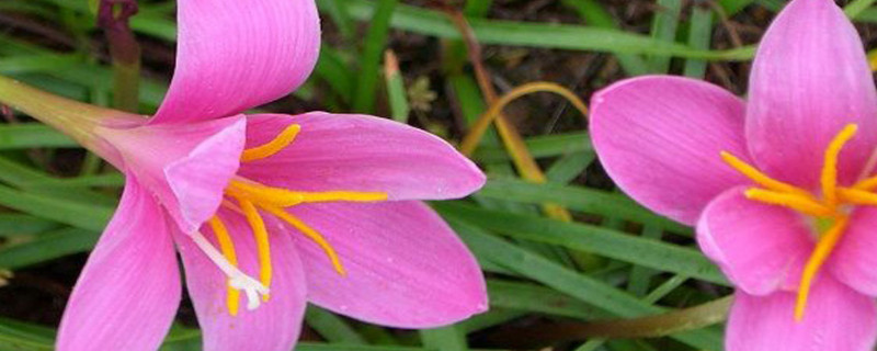 葱兰不开花咋办 葱兰一直不开花