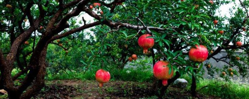 石榴树移栽没有须根能栽活吗 石榴树移栽没有须根能栽活吗视频