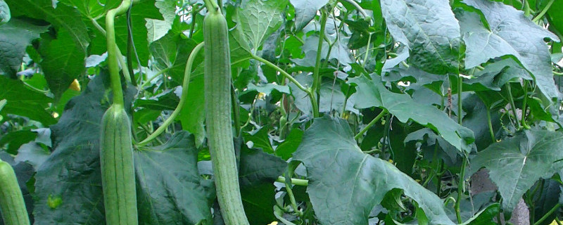 丝瓜怎么修剪（丝瓜怎么修剪枝叶）