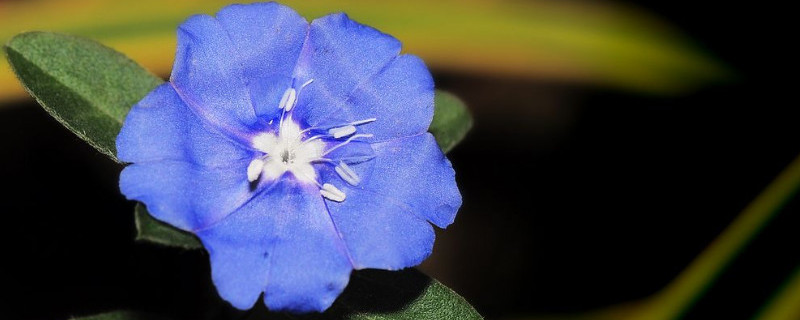 蓝星花的修剪方法 蓝星花的修剪方法视频