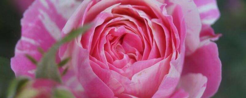 紫雾泡泡月季勤花吗 紫雾泡泡月季缺点