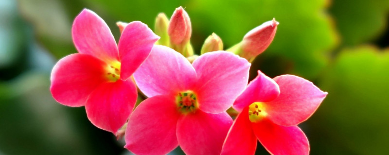 给老人祝寿送什么鲜花（给老人祝寿送什么鲜花合适）