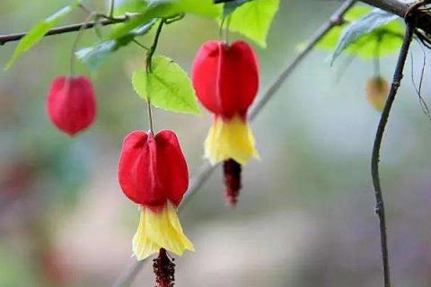 蔓性风铃花叶子打卷