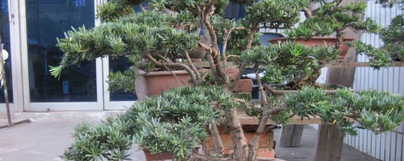 米叶黄杨和雀舌黄杨的区别 米叶黄杨和雀舌黄杨的区别