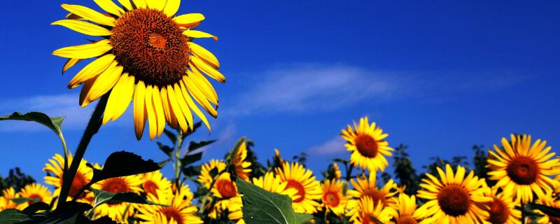 送向日葵代表什么意思 给女生送向日葵代表什么意思