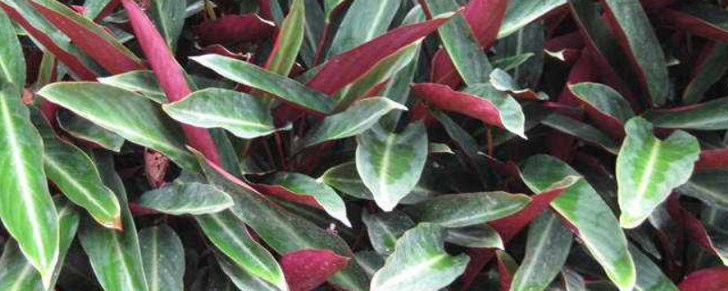 紫背竹芋如何修剪（紫背天鹅绒竹芋怎么修剪）