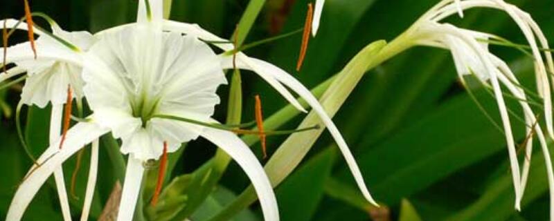 蜘蛛兰开花后怎么办（蜘蛛兰开花后怎么办视频）
