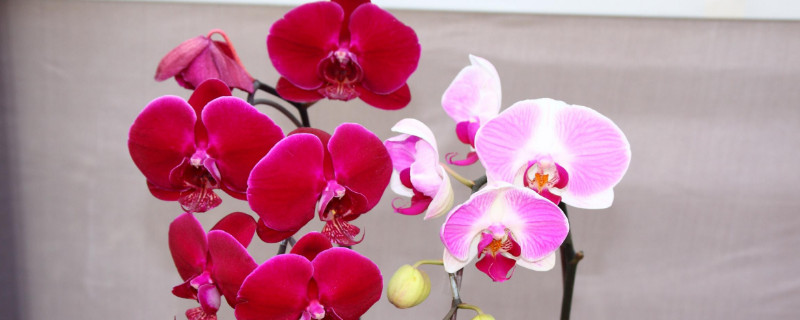 送孕妇什么花 送孕妇什么花合适