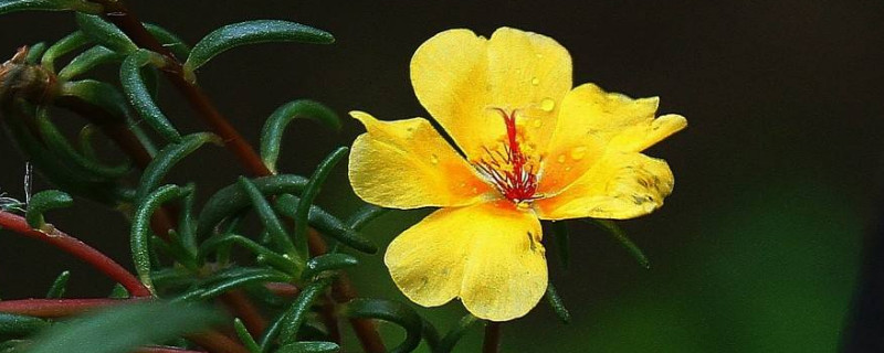 半枝莲有毒吗 半枝莲和白花蛇舌草治疗肿瘤