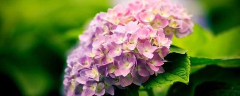 绣球冬天会冻死吗（绣球冬天能开花吗）