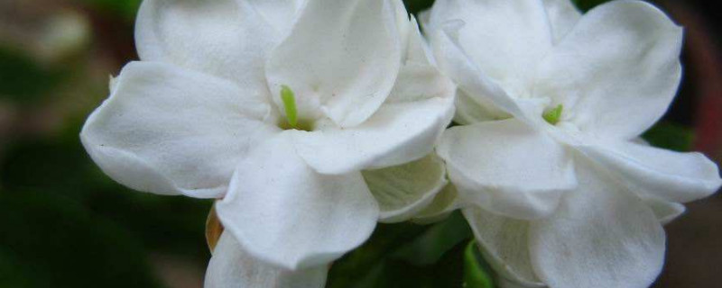 茉莉跟水晶茉莉的区别（茉莉跟水晶茉莉的区别在哪）