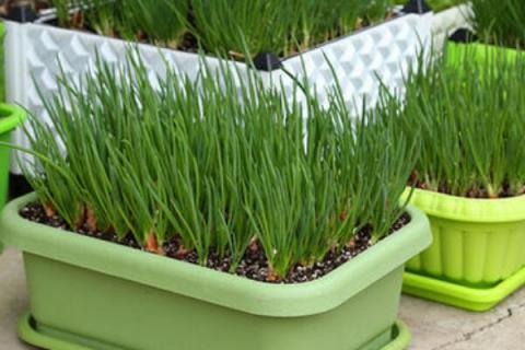 盆栽葱如何越来越粗