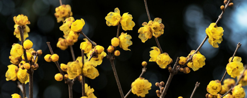 腊梅移栽时间 红梅移栽最佳时间
