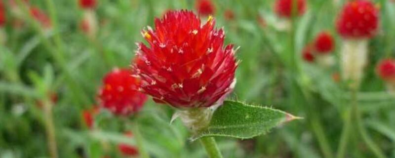 千日红种子怎么采摘（千日红怎样采种子）