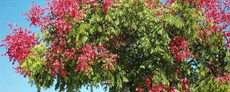 栾树花的药用价值 栾树花有什么药用价值