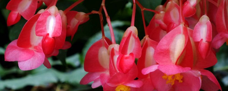 竹节海棠如何快速生根（竹节海棠如何快速生根视频）