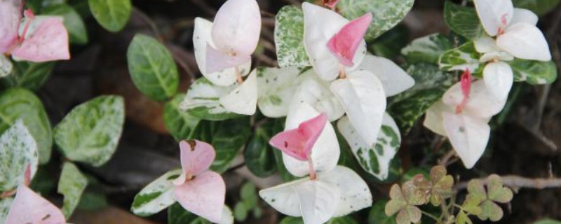 五彩络石怎样修剪 五彩络石花怎么养