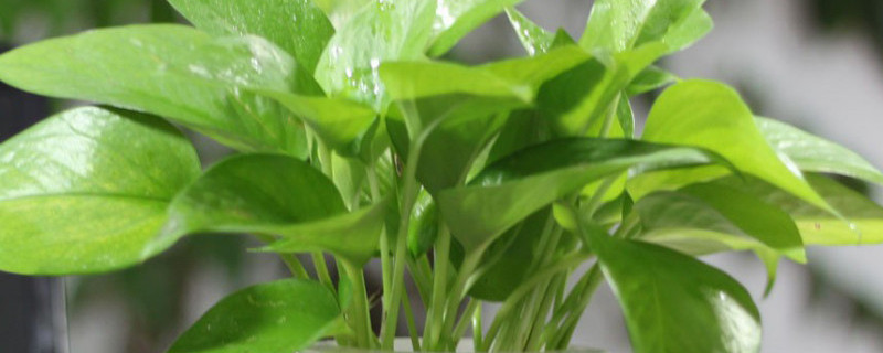 水培变土培的方法 水培植物变土培怎样操作