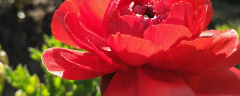 花毛茛烂根怎么救（花毛茛种球烂了怎么办）