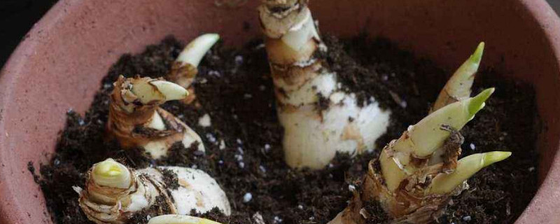 洋水仙种球的培育 洋水仙种球的培育条件