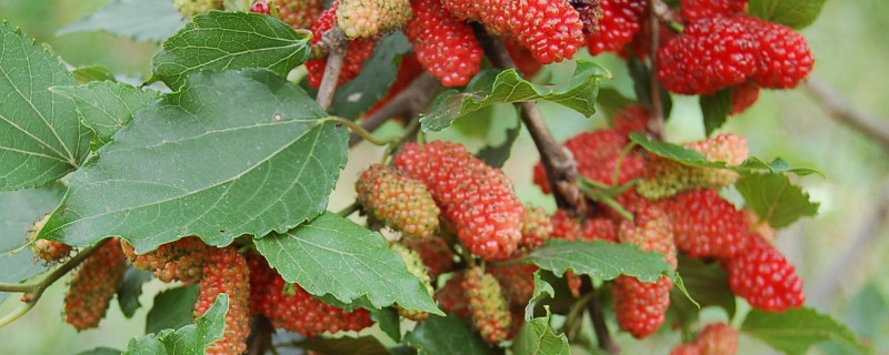 四季果为什么总落果（四季果掉果是怎么回事）