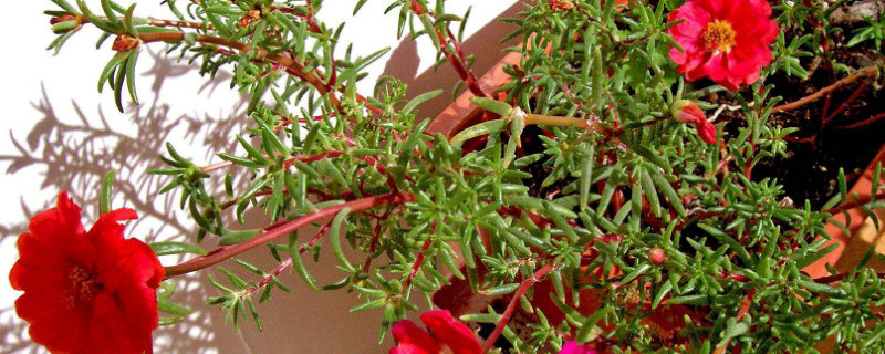 如何给太阳花打顶（怎样给太阳花打顶）