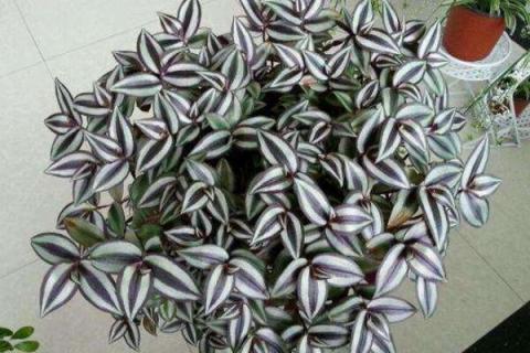 吊竹梅的功效与作用