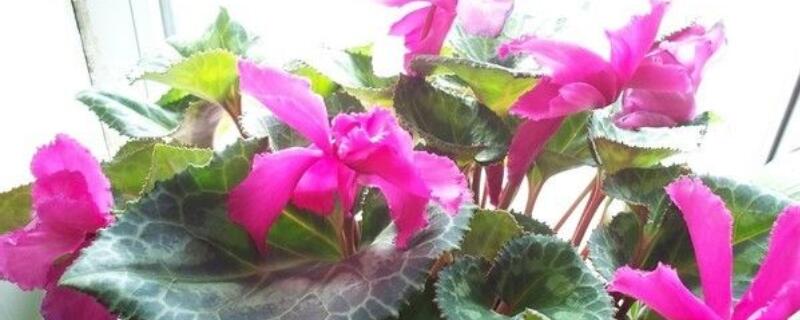 萝卜莲的栽培与养护（开花的萝卜莲咋养）