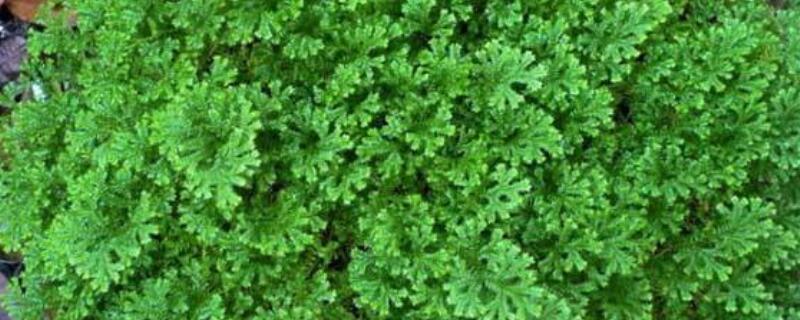 青龙草和翠云草的区别 青龙草和翠云草的区别是什么