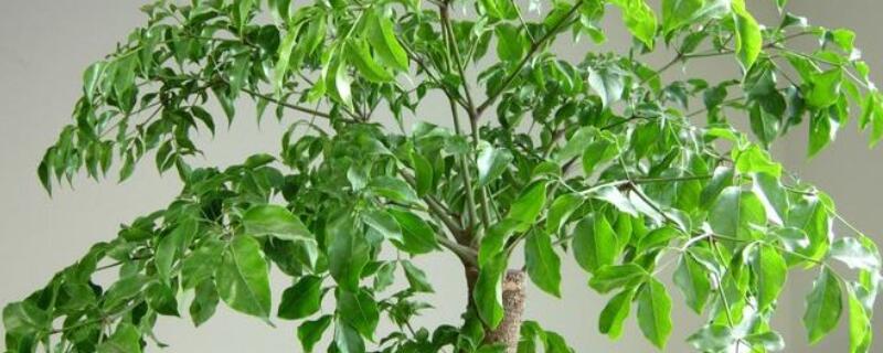 怎样促进树主干发芽 如何让树干发芽