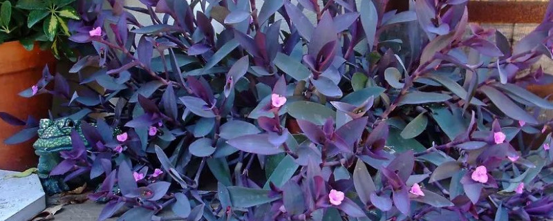 紫鸭跖草为什么不开花 紫鸭跖草为什么不开花结果