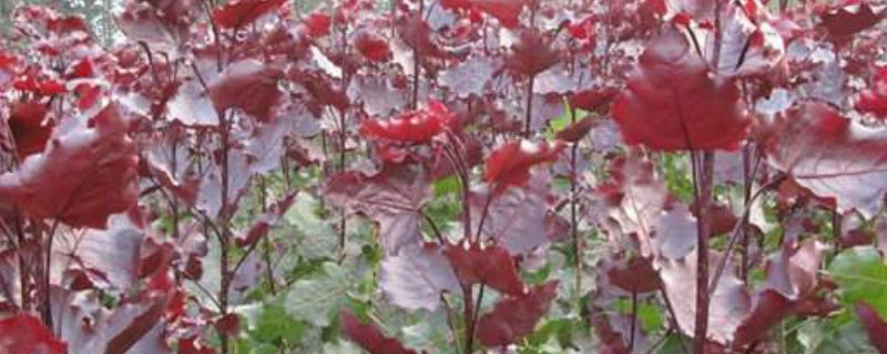 红杨和赤楠的区别（红杨和赤楠的区别）