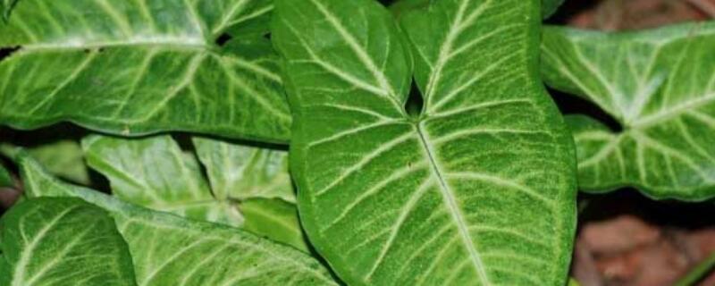 合果芋的功效与作用（竹芋的功效与作用图片）