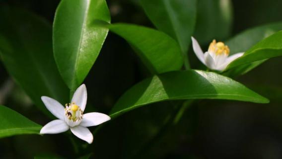 桔子树叶子发黄的原因