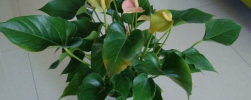 千手观音花怎么修剪 千手观音图片植物可以修剪吗