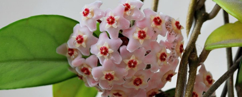 球兰僵苗怎么办 球兰僵苗了如何修剪才有用