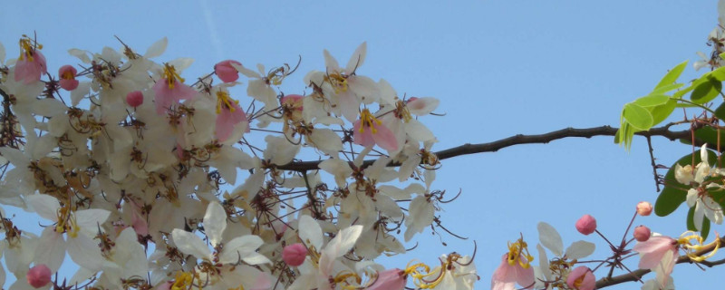 粉花决明与腊肠树区别（粉花决明与腊肠树区别图片）