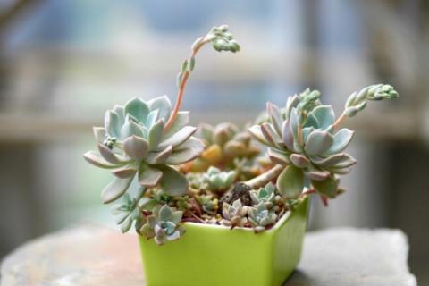 多肉可以放卧室养吗